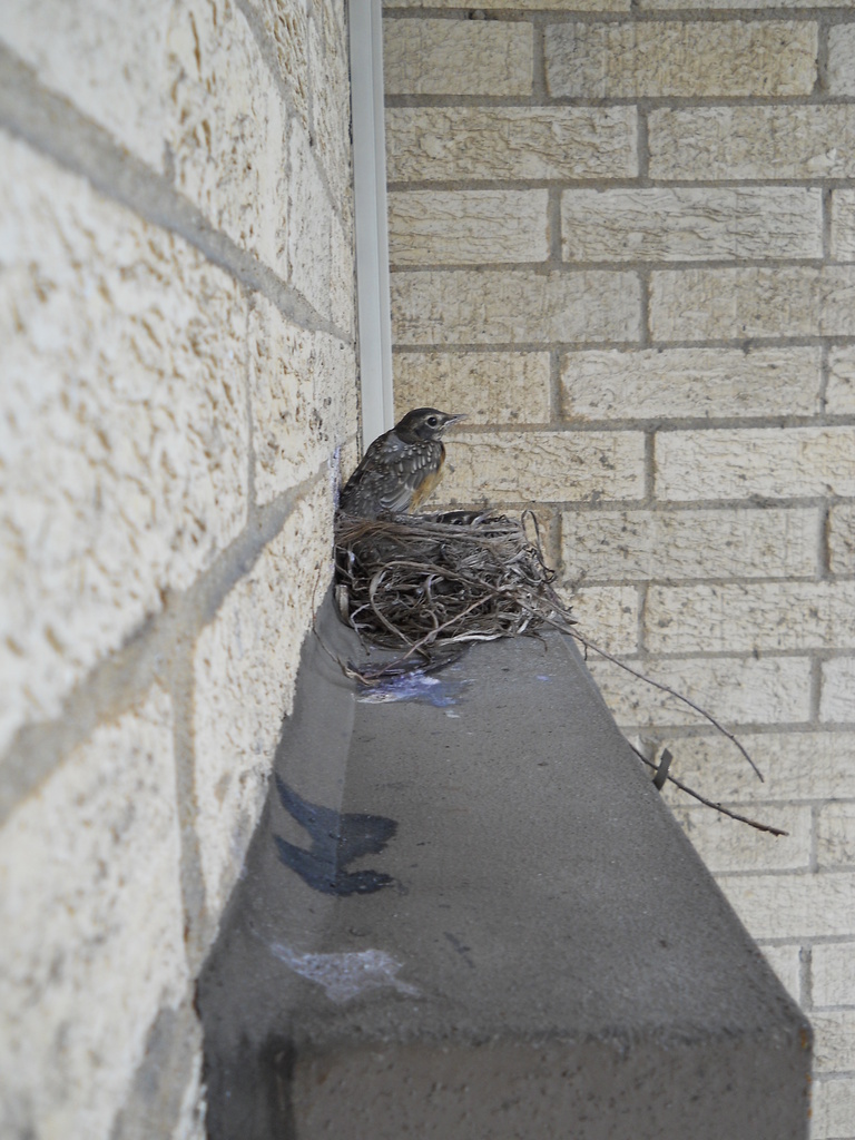 Robin's nest on my air conditioner!   by kchuk