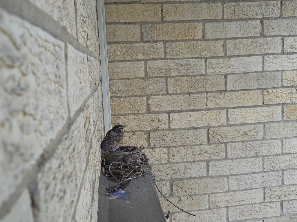 Robin's nest on my air conditioner! by kchuk