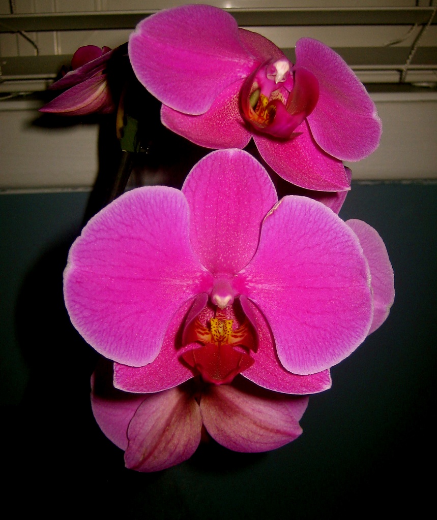 Beautiful Orchid by dora