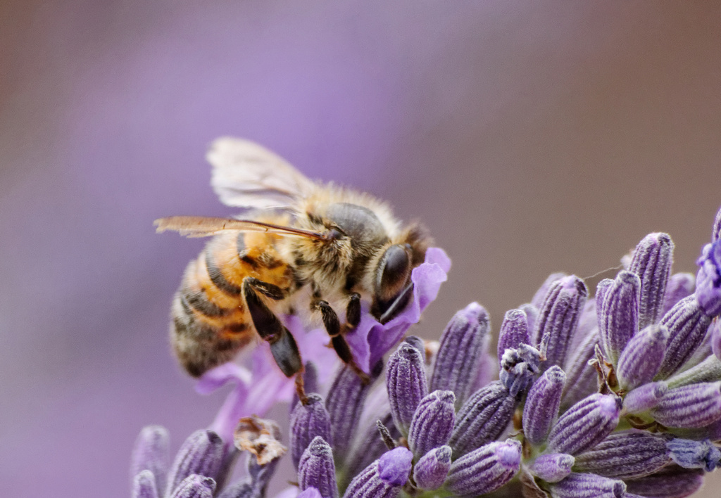 Hoverfly on Lavender by phil_howcroft
