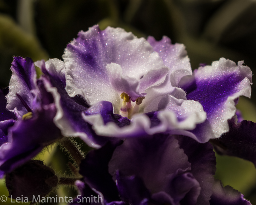 Shimmering violets by princessleia