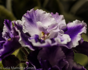 12th Jul 2014 - Shimmering violets