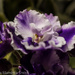 Shimmering violets by princessleia