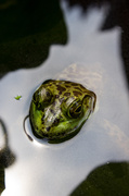 12th Jul 2014 - Bucket List Frog