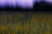 9th Jul 2014 - Field of Flowers Abstract