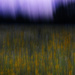 Field of Flowers Abstract by lstasel