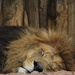 The Lion Sleeps Tonight by digitalrn