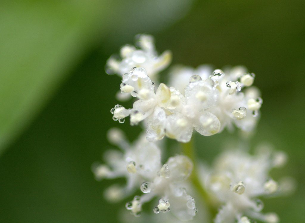 dewy white mountain flower by vankrey