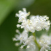 dewy white mountain flower by vankrey