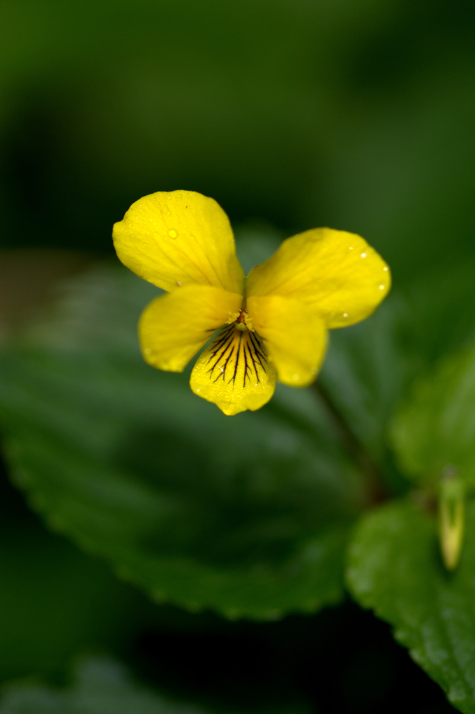 yellow mountain flower by vankrey