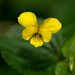 yellow mountain flower by vankrey