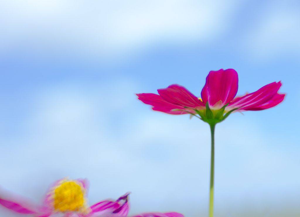 lensbaby cosmos by aecasey