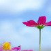 lensbaby cosmos by aecasey