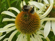 13th Jul 2014 - bee on echinacea