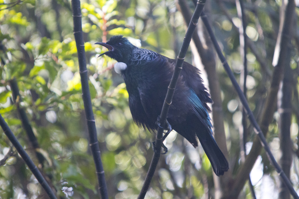 Tui Song by helenw2