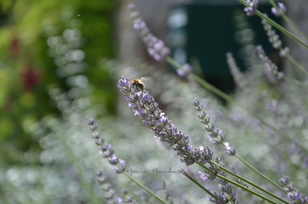 Bee in lavender  by parisouailleurs