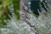 12th Jul 2014 - Bee in lavender 