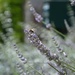 Bee in lavender  by parisouailleurs