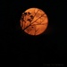 Full Moon Rising by cindymc