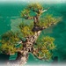 Bonsai tree -- for theme-trees by gosia