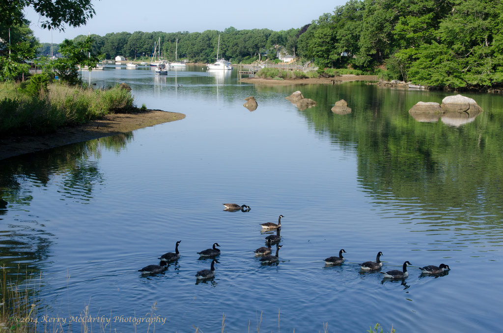 A gaggle of geese by mccarth1