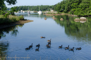 12th Jul 2014 - A gaggle of geese