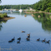 A gaggle of geese by mccarth1