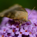 Moth by richardcreese