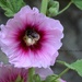 Pollen by parisouailleurs