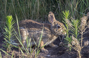 13th Jul 2014 - Stealth Bunny