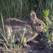 Stealth Bunny by gardencat