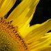 SUNflower  by fortong