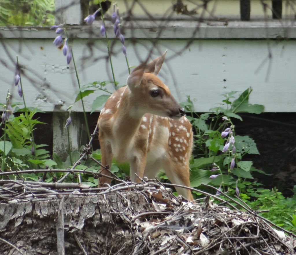 Whitetailed Deer fawn visits again by annepann