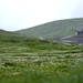 flower field by amida pond by vankrey
