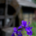 waterwheel and iris as tsuru-no-yu onsen by vankrey