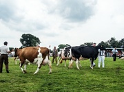 12th Jul 2014 - Judging cows