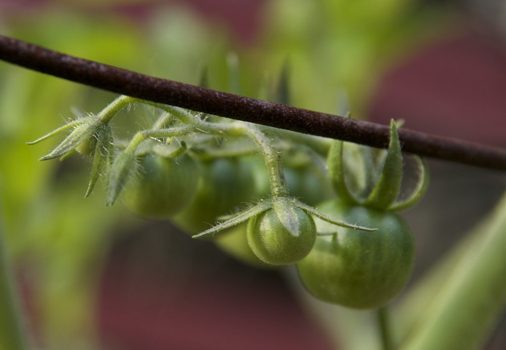 Baby Tomatoes 7-11 by houser934