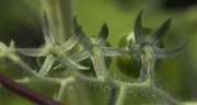 11th Jul 2014 - Baby Tomatoes in a row