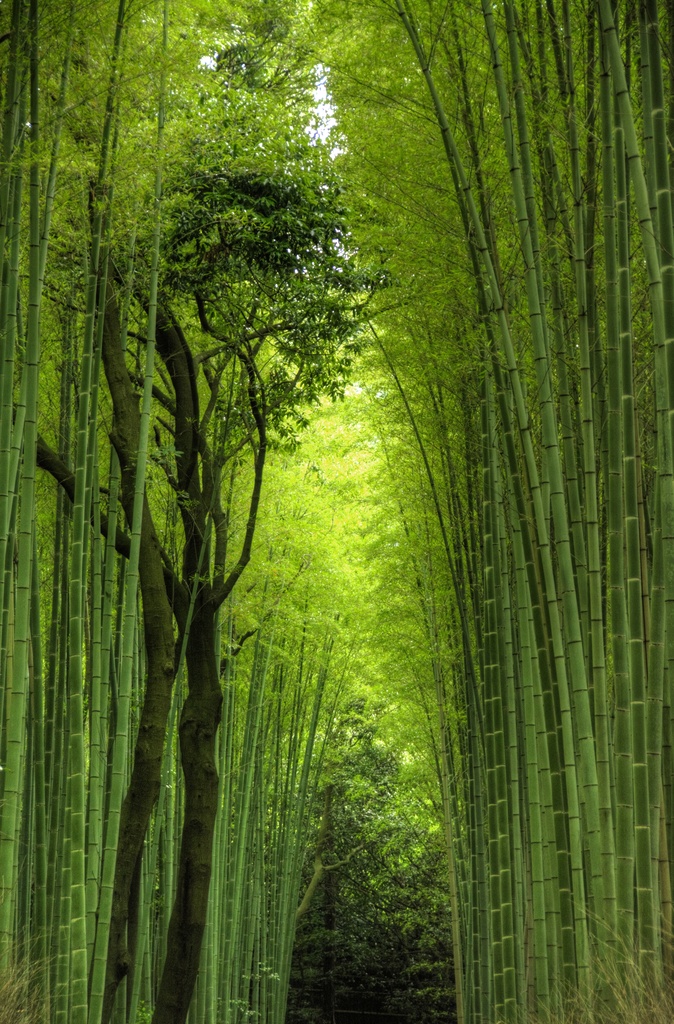 arashiyama bamboo grove by vankrey