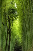 1st Jul 2014 - arashiyama bamboo grove