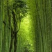 arashiyama bamboo grove by vankrey