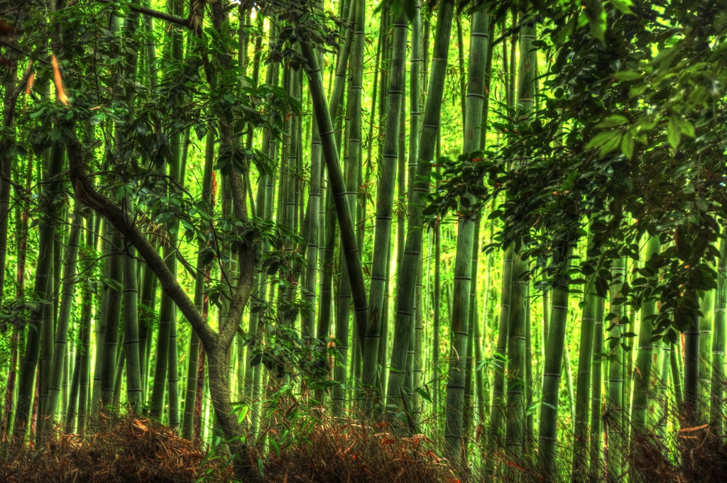 bamboo forest by vankrey