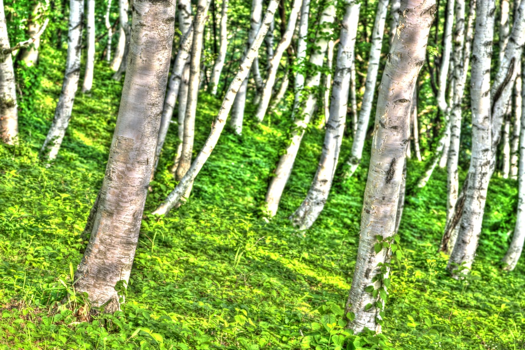 surreal birch forest by vankrey