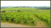 13th Jul 2014 - Ray planned a tour of the vineyards for us -