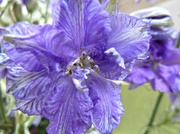 13th Jul 2014 - Just-4-July.Flower of the month. Larkspur
