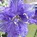 Just-4-July.Flower of the month. Larkspur by wendyfrost