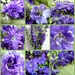      Larkspur, flower  for July  by wendyfrost
