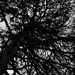 (abstract) tree by kanelipulla