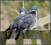 13th Jul 2014 - Two little dickie birds sat upon a wall