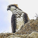 Osprey by joysfocus